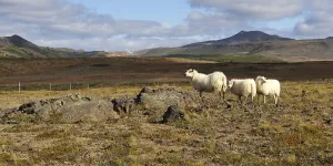 Overgrown lava fields with sheeps in the caldera Krafla with a view of the geothermal power station Kroefluvirkjun