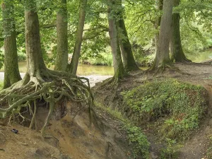 Overgrown tree trunks and roots on a river bank in a green forest