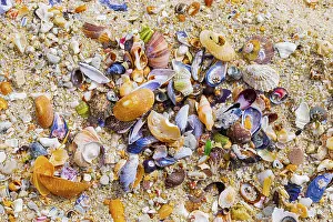 Overhead view of washed up and broken sea shells on sandy beach in Cape Town