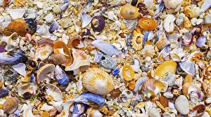 Overhead view of washed up and broken sea shells on sandy beach in Cape Town