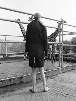 Oversized child looks at giraffes