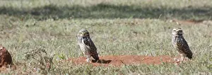 Owl, Athene cunicularia, Cheveche