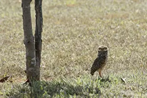 Owl, Athene cunicularia, Cheveche