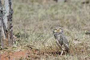 Owl, Athene cunicularia, Cheveche