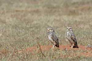 Owl, Athene cunicularia, Cheveche