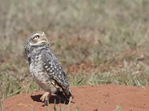 Owl, Athene cunicularia, Cheveche