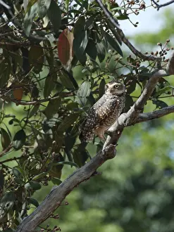 Owl, Athene cunicularia, Cheveche