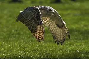 An owl flies close to the ground over a green meadow in daylight