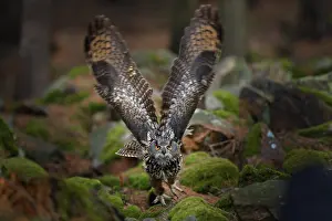 Owl in forest habitat, tree stump
