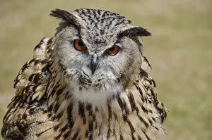 An owl gaze the camera, with its big orange eyes