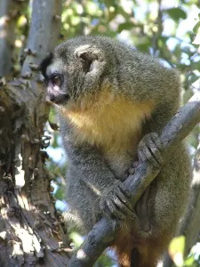 Owl monkey (Aotus trivirgatus) Gran Chaco