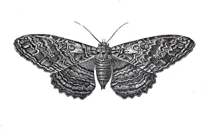 Owl moth, butterfly, earless owl (strix)
