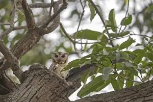 An owl perched on a tree branch amidst green leaves
