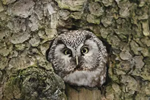 An owl sitting in a tree hollow