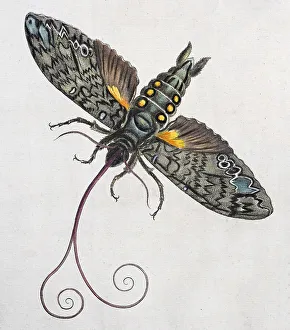Owlet moth (Noctuidae)