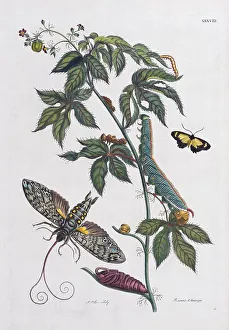 Owlet moth (Noctuidae), Transformation