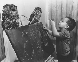 Two owls sitting on the board, England