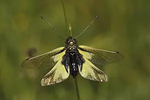 Owly sulphur (Libelloides coccajus) at Badberg
