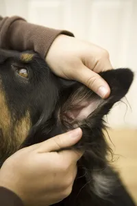 Owner checks ear of Border Collie