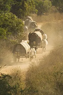 Ox-cart on dusty road, ncart, draught ox