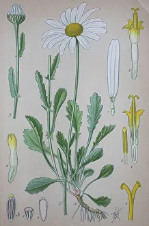 Ox-eye daisy (Leucanthemum vulgare)