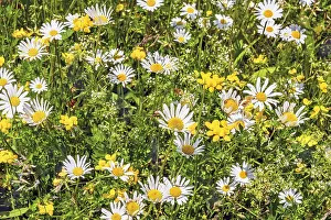 Ox-eye daisy (Leucanthemum vulgare)