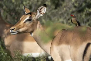 Oxpecker chopper on Impala, Gauteng