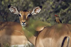 Oxpecker chopper on Impala, Gauteng