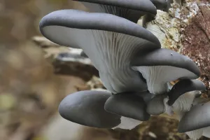 Oyster mushroom (Pleurotus ostreatus)