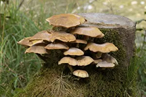 Oyster mushroom (Pleurotus ostreatus)