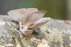 Oyster mushroom (Pleurotus ostreatus) growing an a European beech (Fagus sylvatica) tree trunk in a forest in autumn