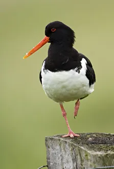 Oystercatcher (Haematopus ostralegus)