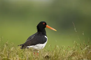 Oystercatcher (Haematopus ostralegus)