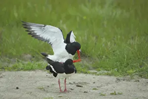 Oystercatcher (Haematopus ostralegus)