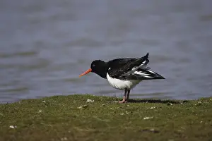 Oystercatcher (Haematopus ostralegus)