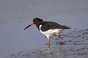 Oystercatcher, Haematopus ostralegus