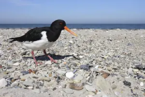 Oystercatcher( Haematopus ostralegus )