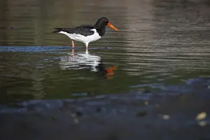 Oystercatcher (Haematopus ostralegus)