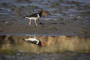Oystercatcher (Haematopus ostralegus)