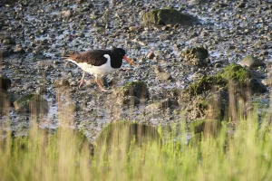 Oystercatcher (Haematopus ostralegus)