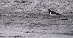 Oystercatcher (Haematopus ostralegus)
