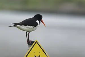 Oystercatcher (Haematopus ostralegus)