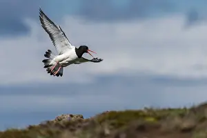 Oystercatcher (Haematopus ostralegus) in flight