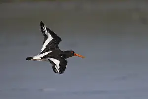 Oystercatcher (Haematopus ostralegus) in flight