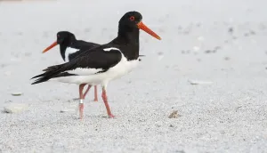 An oystercatcher (Haematopus ostralegus) with a long red beak