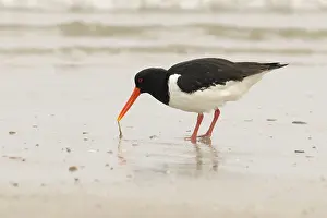 Oystercatcher, Heligoland, Schleswig-Holstein