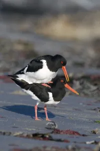 Oystercatchers (Haematopus ostralegus)