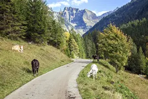 Oytalstrasse, cows, behind mountain Schneck