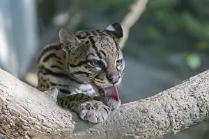 One Ozelot, Leopardus pardalis
