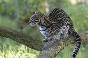 One Ozelot, Leopardus pardalis